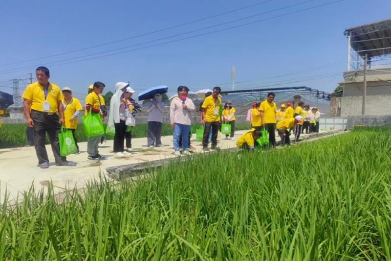 广西壮族自治区农科院玉林分院普及水稻种植知识赋能农民科学种稻