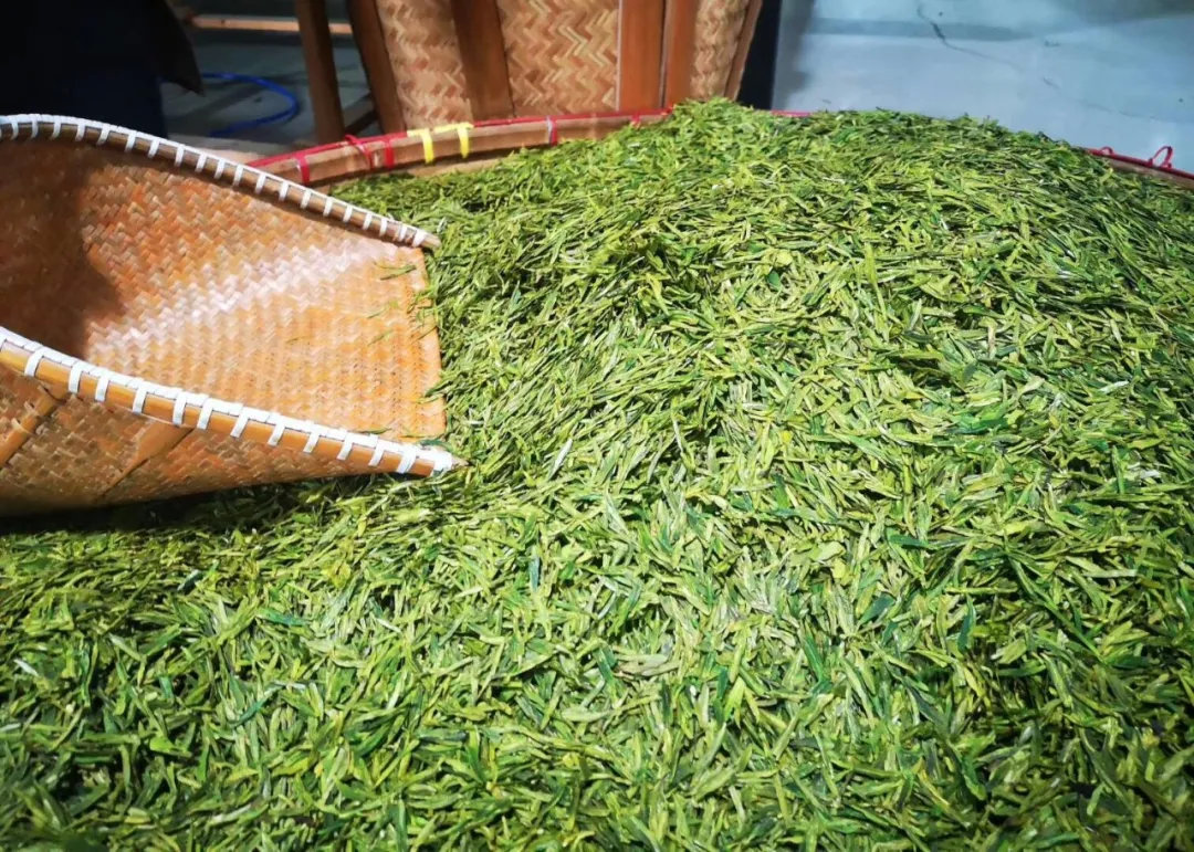 自贡市荣县整建制推进全国绿色食品原料（茶叶）高质量发展成效显著