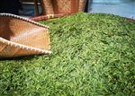 自贡市荣县整建制推进全国绿色食品原料（茶叶）高质量发展成效显著