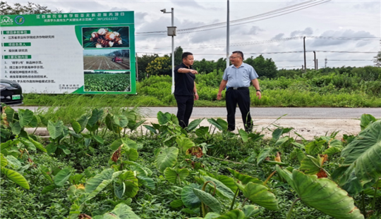 精准赋能香沙芋产业 科技护航稳产增收——亚夫科技服务靖江生祠工作站开展专项技术培训