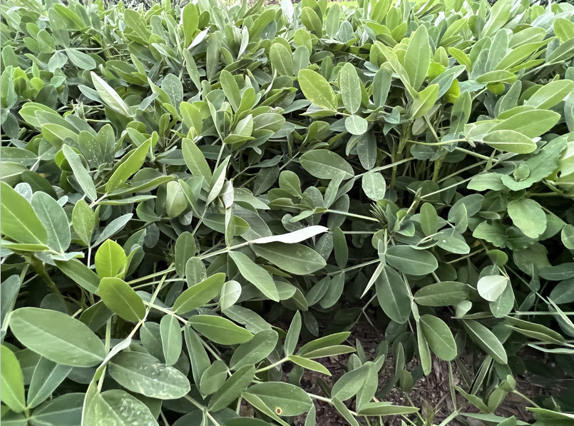 2026年黄淮地区春播花生生产技术指导意见